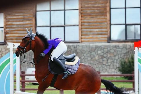 Disqualification on show jumping. Rider commit a fail. Jumping fail. The abil Stock Photos