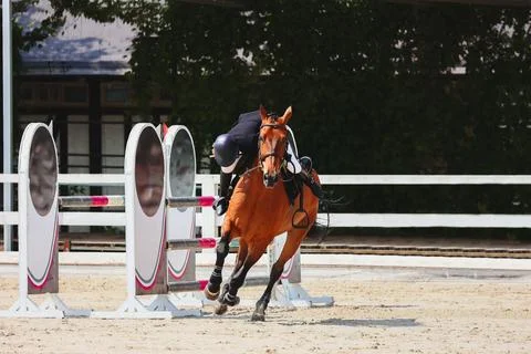 Disqualification on show jumping. Rider commit a fail. Fails on horse jumping Stock Photos