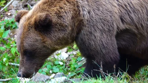 The dissatisfied bear leaves the frame. Stock Footage 119636114