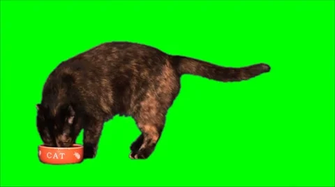 Dissatisfied cat eats Stock Footage 8826985