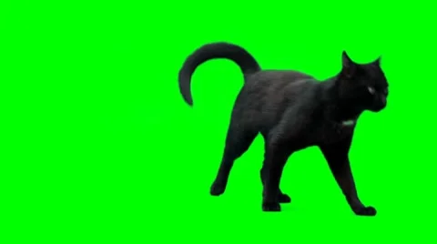 Dissatisfied cat Stock Footage 8513051