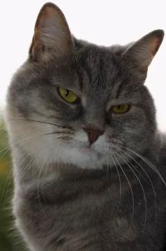 Dissatisfied cat Stock Photos