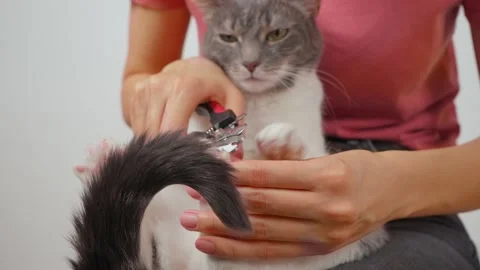 The dissatisfied cat is sstring its claws at home Stock Footage 151920966