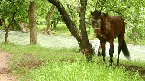 Dissatisfied horse 스톡 동영상 51364483