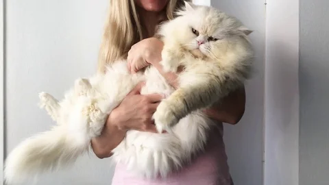 Dissatisfied Kitty Stock Footage 98795716