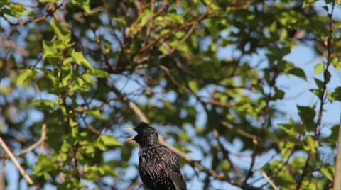 Dissatisfied starling Stock Footage 64914914