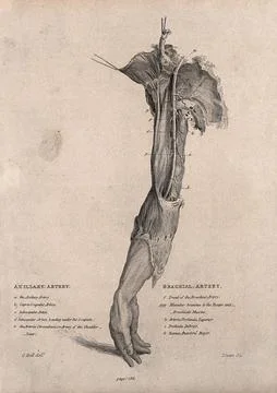 A dissected arm, lettered for key. Etching by Lizars after C. Bell, c. 1810.. Stock Illustration