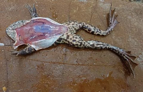 Dissected frog. The internal structure of the marsh frog. Biology and Stock Photos