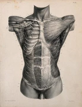 Dissected trunk, seen from the front, showing cutaneous and muscular nerves.. Stock Illustration
