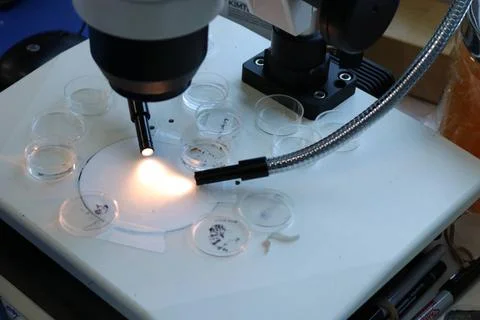  Dissecting Microscope and Specimens for Vector Research A dissecting micr... Foto stock