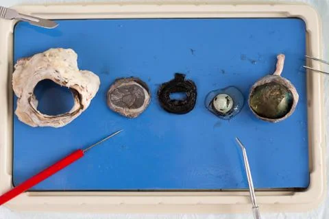 Dissecting a sheep eye Stockfoto's
