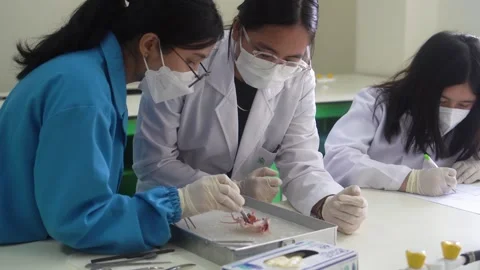Dissection activity in the lab Stock Footage 233318496