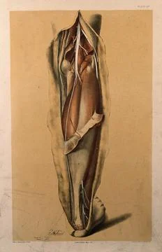 Dissection of the back of the lower leg, showing the muscles, blood vessels.. Stock Illustration