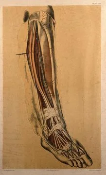 Dissection of the back of the lower leg, showing the muscles, arteries and .. Stock Illustration