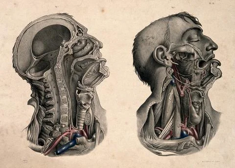 Dissection of the head and neck: two figures. Coloured lithograph by J. Mac.. Stock Illustration