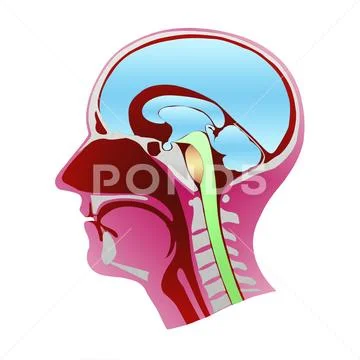 Dissection of the human head profile with all the elements that compose it 库存插图