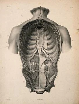 Dissection of the human trunk, showing the dorsal rami of spinal nerves. Li.. Stock Illustration