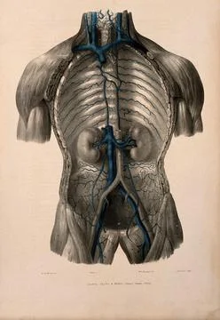 Dissection of the thorax showing the vena cava and azygos vein. Coloured li.. Stock Illustration