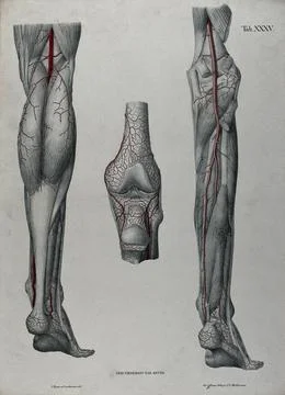 Dissections of the lower leg, knee joint and foot, back view: three figures.. Stock Illustration
