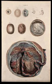 Dissections showing the development of the foetus, from embryo to the latte.. Stock Illustration