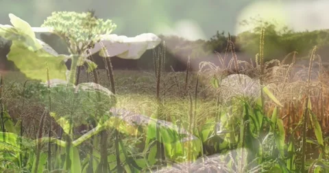 Dissolve starting layered white bloom shifting opacity and revealing crops for Stock Footage 329116823