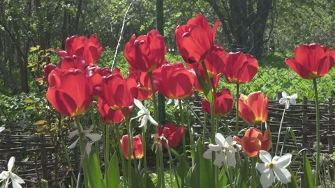 Dissolved red tulips and narcises in a garden on a summer plot Video stock 131881638