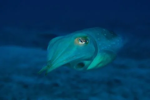 Dissolving in blue Stock Photos