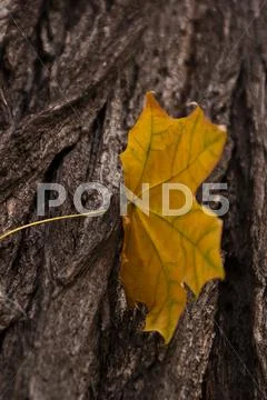 Dist in the bark of a tree Stock Photos