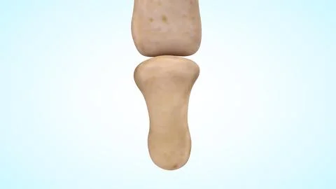 Distal interphalangeal joint bones of human hand 3d illustration Illustrazione stock