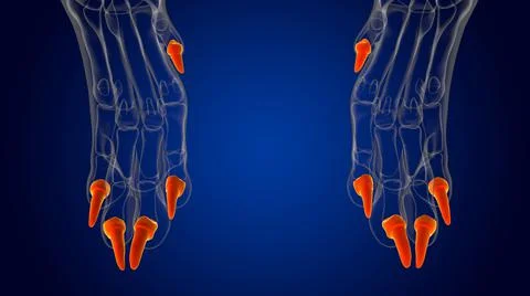 Distal Phalanx Bones Dog skeleton Anatomy For Medical Concept 3D Illustrazione stock