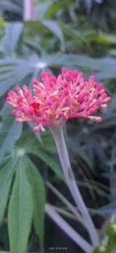 Distance Flower Foto stock