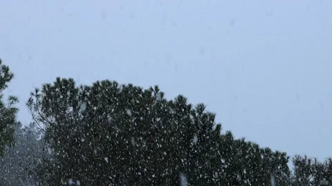Distance forest under the snow Stock Footage 220257859