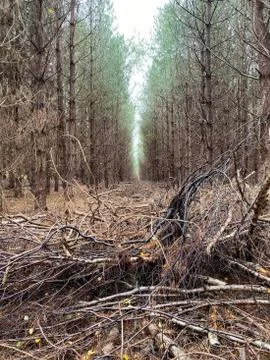 Distance through the forest 스톡 사진