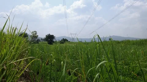 Distanced electricity pylon framed by flying birds over a vast sugarcane plantat Stock Footage 347276572