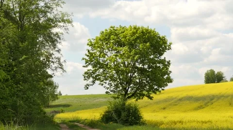 Distancing from woods - nice meadow - smooth follow focus Stock Footage 63264124