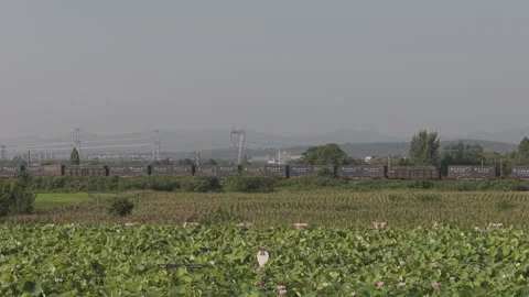 Distant aerial view of lotus pond and village landscape Stock-Footage 343574851