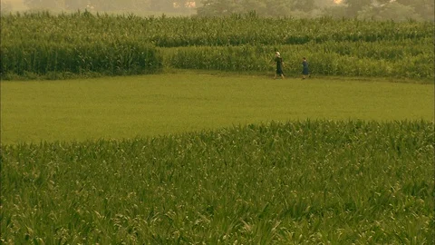 Distant Amish girls walking through corn field on Pennsylvania farm Stock Footage 86824963