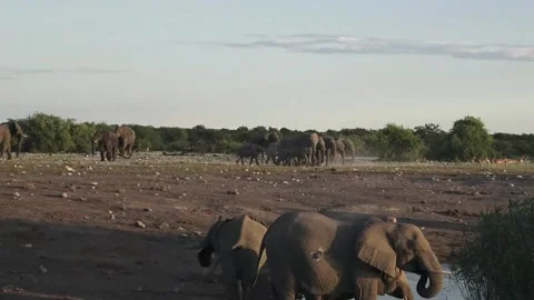 Distant approach of multiple elephants — Part 4 Stock Footage 320790047