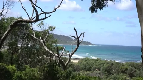 Distant Beach View Among Trees In Australia Stock Footage 231590128
