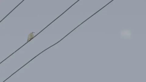 Distant Bird Perched On Utility Wire 02 in China 4K Stock Footage 346217958