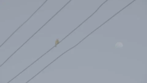Distant Bird Perched On Utility Wire 01 in China 4K Stock Footage 346218526