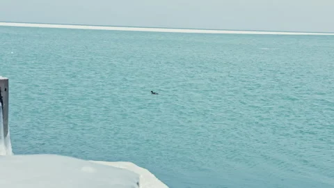 Distant bird swims on lake during daytime under clear sky in a calm environment Stock Footage 331326906