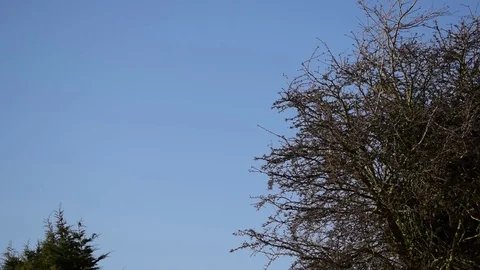 Distant Birds in Flight Scene Stock Footage 71764285