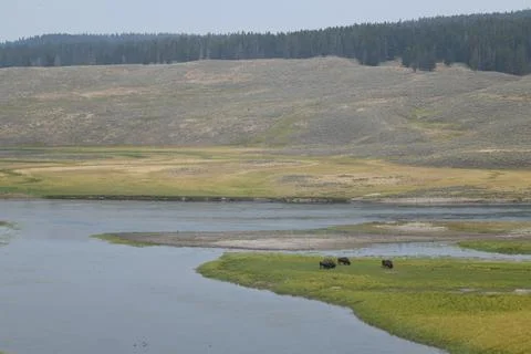 Distant Bison Graze Near River in Yellowstone Stock Photos