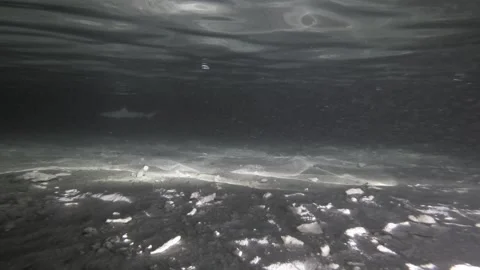 Distant Blacktip Reef Shark Gliding Across a Shallow Maldives Lagoon 스톡 동영상 345018220
