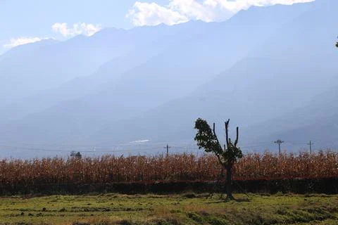 Distant blue mountains behind dry cornfield and small tree in rural landscape Stock Photos