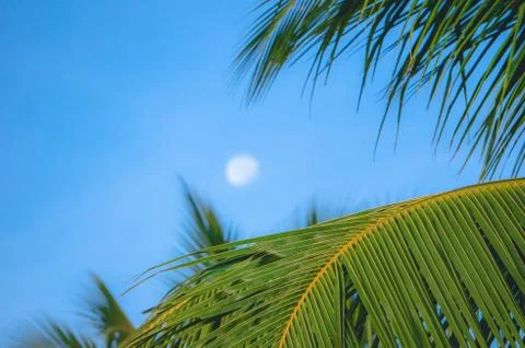 Distant blurred moon showing through coconut palm leaves Stock Photos
