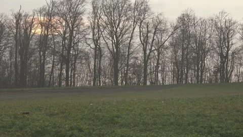 Distant Chamois Observing at Forest Edge at Sunrise Stock Footage 323472102