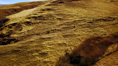 Distant Chicken running on dry grass hill, DRONE SHOT Stock Footage 89826977