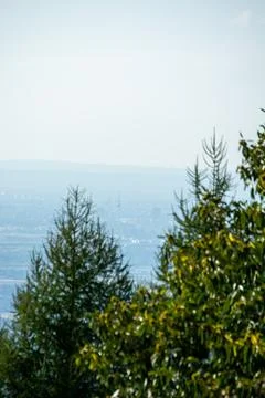 Distant city skyline through trees Stock Photos